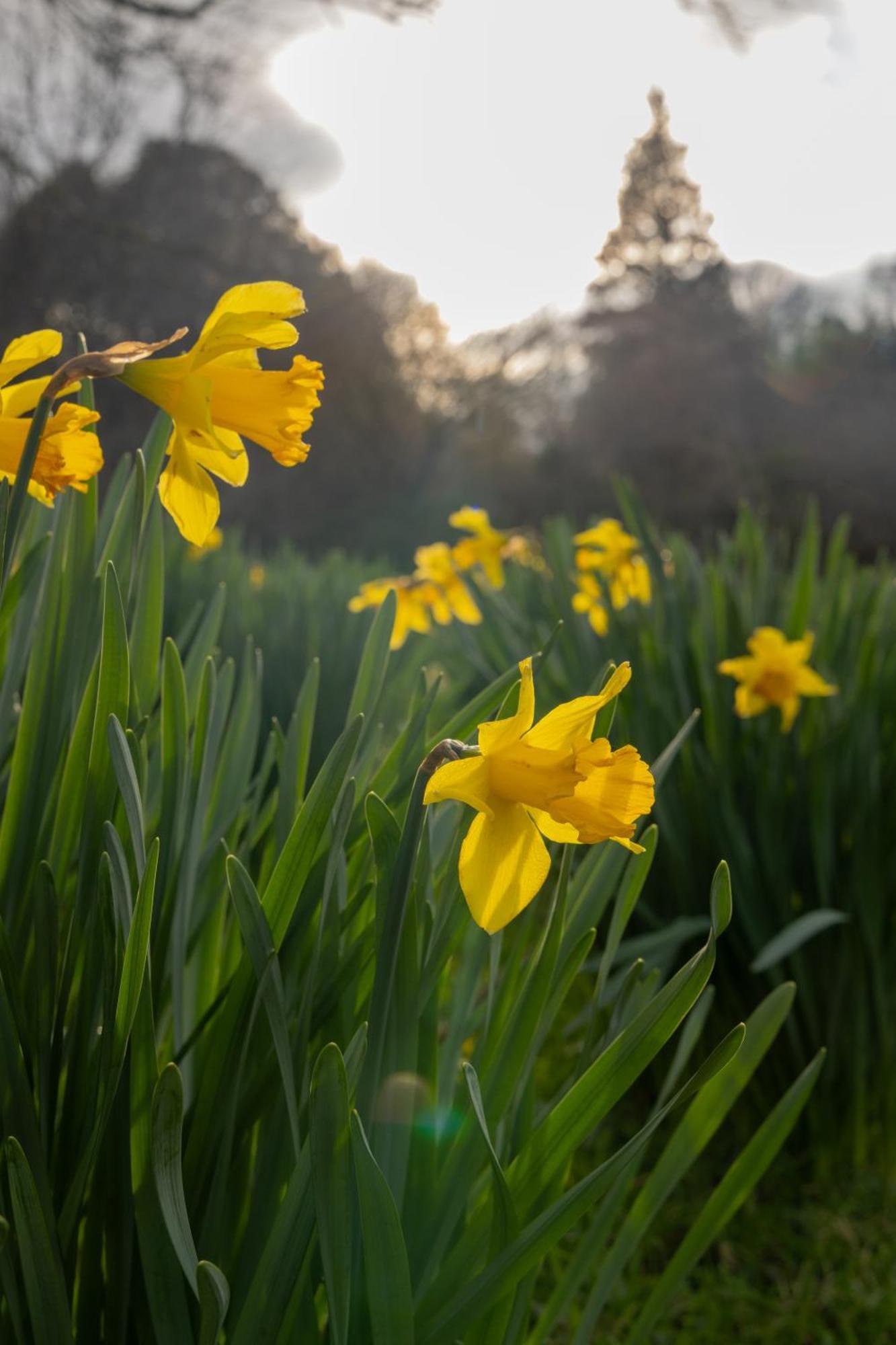 The Forest At Mount Congreve Gardens Kilmeaden Exterior foto